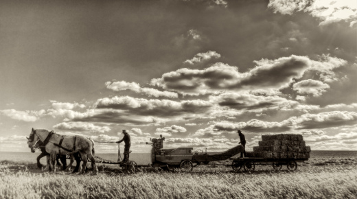 8 Harvest-time Photos of Draft Horses in Their Element