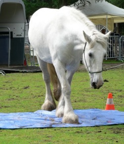 Opinion: Why I Don’t Do Natural Horsemanship Anymore