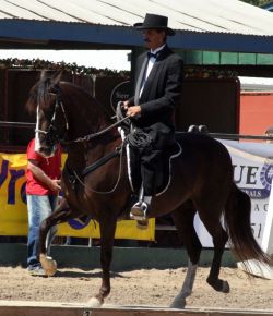 Live Now: Asheville Alive Paso Fino Show