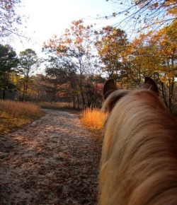 The Trail Rider’s Guide to Fall Riding Safety