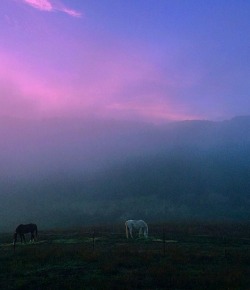 Weekly Instagram Round-Up: #horsenation