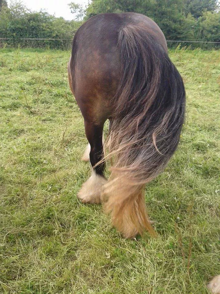 27 Tail Care Tips From HN Readers HORSE NATION