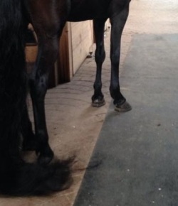 27 Tail Care Tips From HN Readers