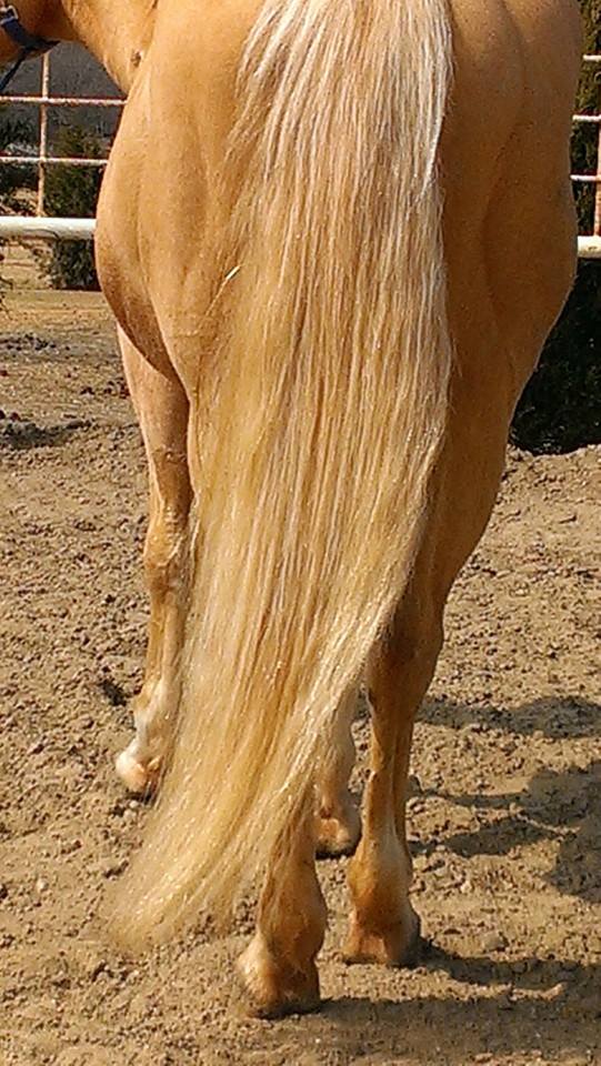 27 Tail Care Tips From HN Readers HORSE NATION