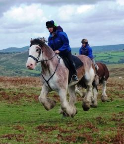 5 Clydesdales Who Are Letting Their Feathered Freak Flags Fly