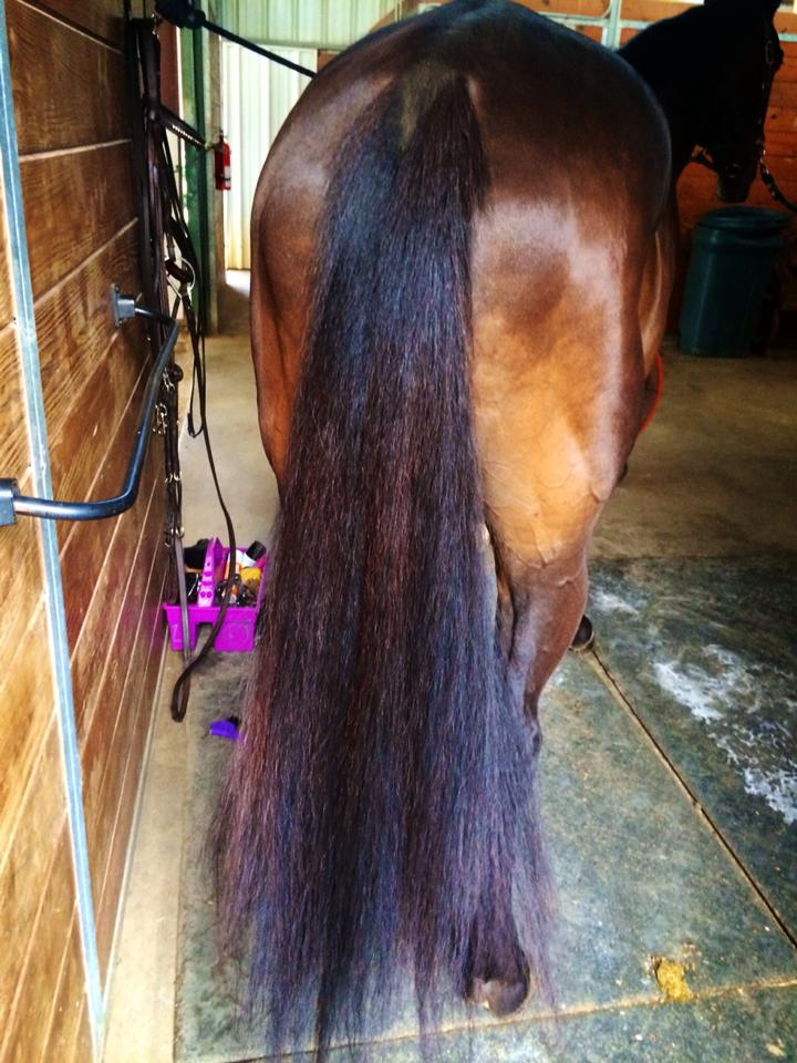27 Tail Care Tips From HN Readers HORSE NATION