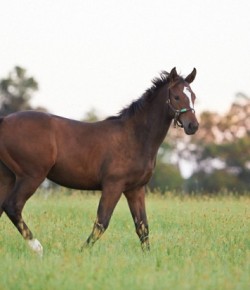 Zenyatta’s First Filly Euthanized After Paddock Accident