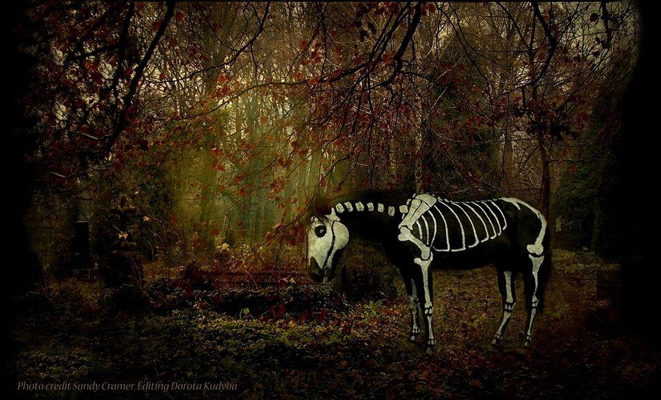 The Story Behind Sandy Cramer’s ‘Skeleton Horse’ HORSE NATION