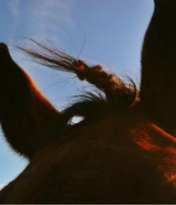 Burricorn Horns, Pricklehawks & Unitails: 14 Reader-owned Horses With Burdock Hair-dos