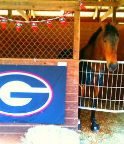 NCAA Recommends Removal of Equestrian as Emerging Sport