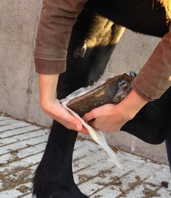 Product Review: STAYONS Poultice Hoof Wraps, Distributed by Hamilton BioVet