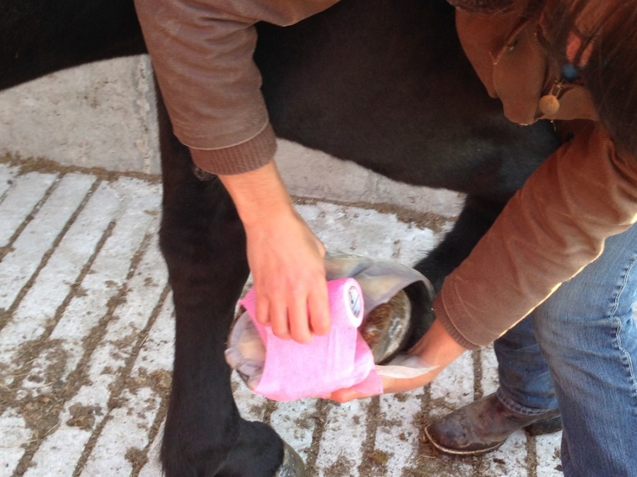 Product Review STAYONS Poultice Hoof Wraps, Distributed by Hamilton