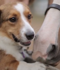 ‘My Horse Is Adorbs’ Reader Video Showcase!