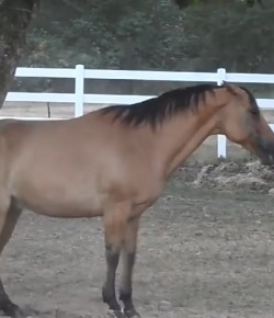Watch These Horses Completely Outsmart Apple Trees
