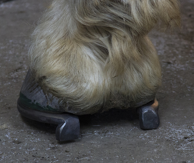 5 Things You May Not Know About Shoeing a Draft HORSE NATION