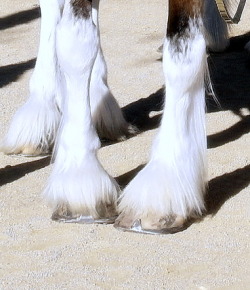 5 Things You May Not Know About Shoeing a Draft