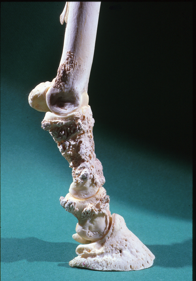 What The Muck Is That? ‘Swamp Cancer’ HORSE NATION