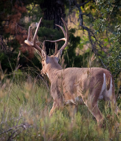 Riding Safe During Hunting Season