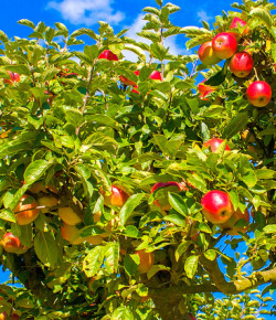 6 Reasons Your Horse Is Glad It’s Autumn