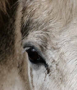 #TBT: That’s Just an Old Wives’ Tale… Right?