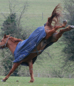 #TBT: What Kind of Buck Does Your Horse Have?