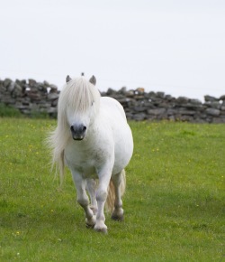 Two Breeds That Don’t Look Like the Original