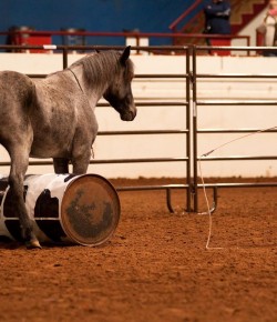 Second Fiddle? No Thanks. New Competition Spotlights America’s Top Horsewomen