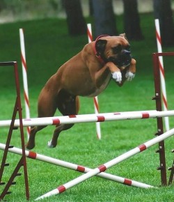 7 Reader-Submitted Canine Jumpers (And a Jumping Cat For Good Measure)