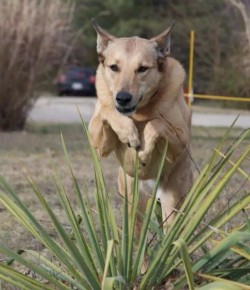 5 MORE Reader-Submitted Canine Jumpers
