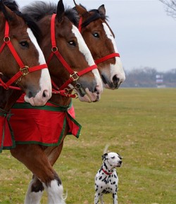 False Alarm: The Budweiser Clydes Are NOT Being Retired