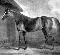 #TBT: Potoooooooo: The Legitimate Story of a Racehorse