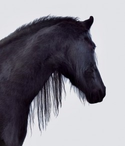 Q&A with Equine Photographer Linda Heidema