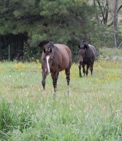 Horse Haikus of the Day, by Jenny Gray
