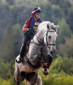 Horse Haikus of the Day, by Harley Cozewith