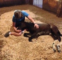 Horse Haiku of the Day, by Rachel Olsen