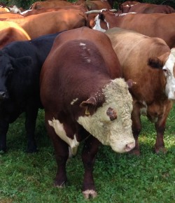 Horse Haiku of the Day, by Kristen Kovatch