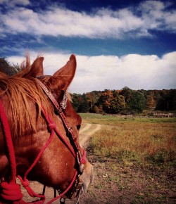 Horse Haiku of the Day, by Kristen Kovatch
