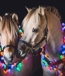 15 Reader-Submitted Horse Holiday Decorations