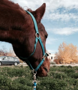 Horse Haiku of the Day, by Ellen Mesaros