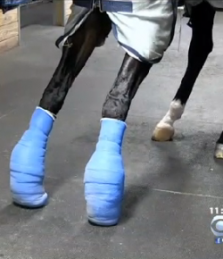 No Foot, No Horse: The Extremely Weird Story of Monica Thors