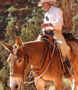 Mules Might Be the Next Best Ranch Tool