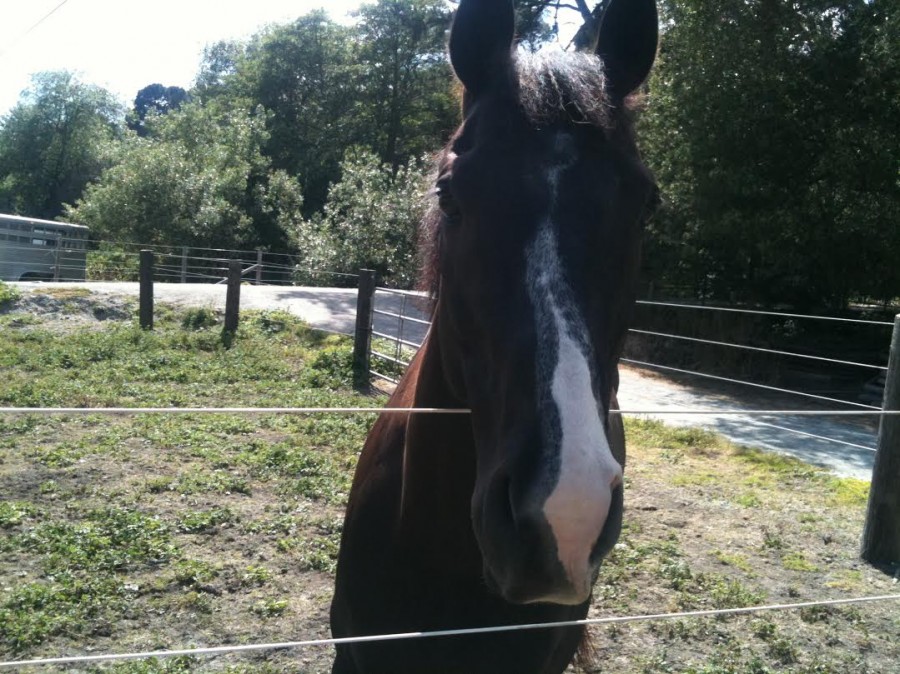 Back on Track ‘Horse Therapy’ Time to Breathe HORSE NATION