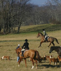 Horse Haiku of the Day, by Jane Polk