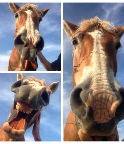 Horse Haiku of the Day, by Jane Polk