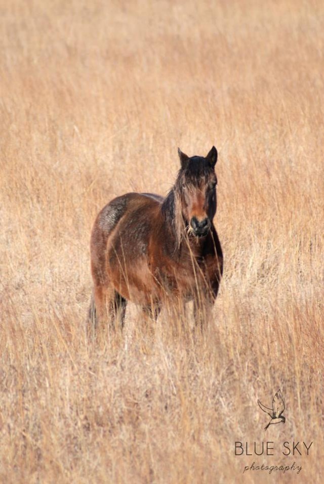 HN Snapshot Oklahoma’s Wild Horses HORSE NATION