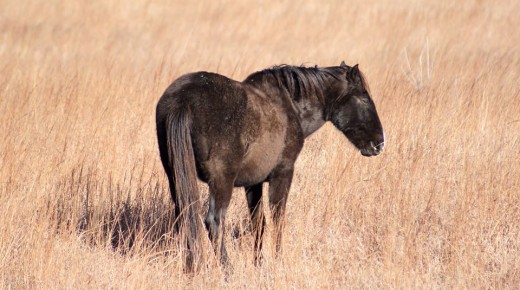 HN Snapshot: Oklahoma’s Wild Horses