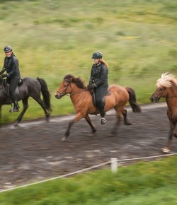 Test Your Gaited Horse Knowledge: Footfalls Quiz!