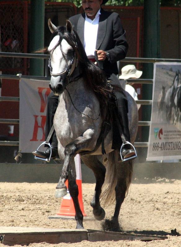 Special Feature: The Paso Fino Horse with José Colón  The energetic,  natural, four beat gait of the Paso Fino isn't the only thing that makes  this Latin American breed so exciting