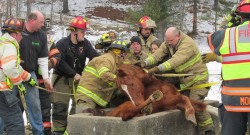 New Hampshire Horse Rescued From Trough