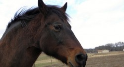 Horse Trader Tricks: Don’t Fall Victim